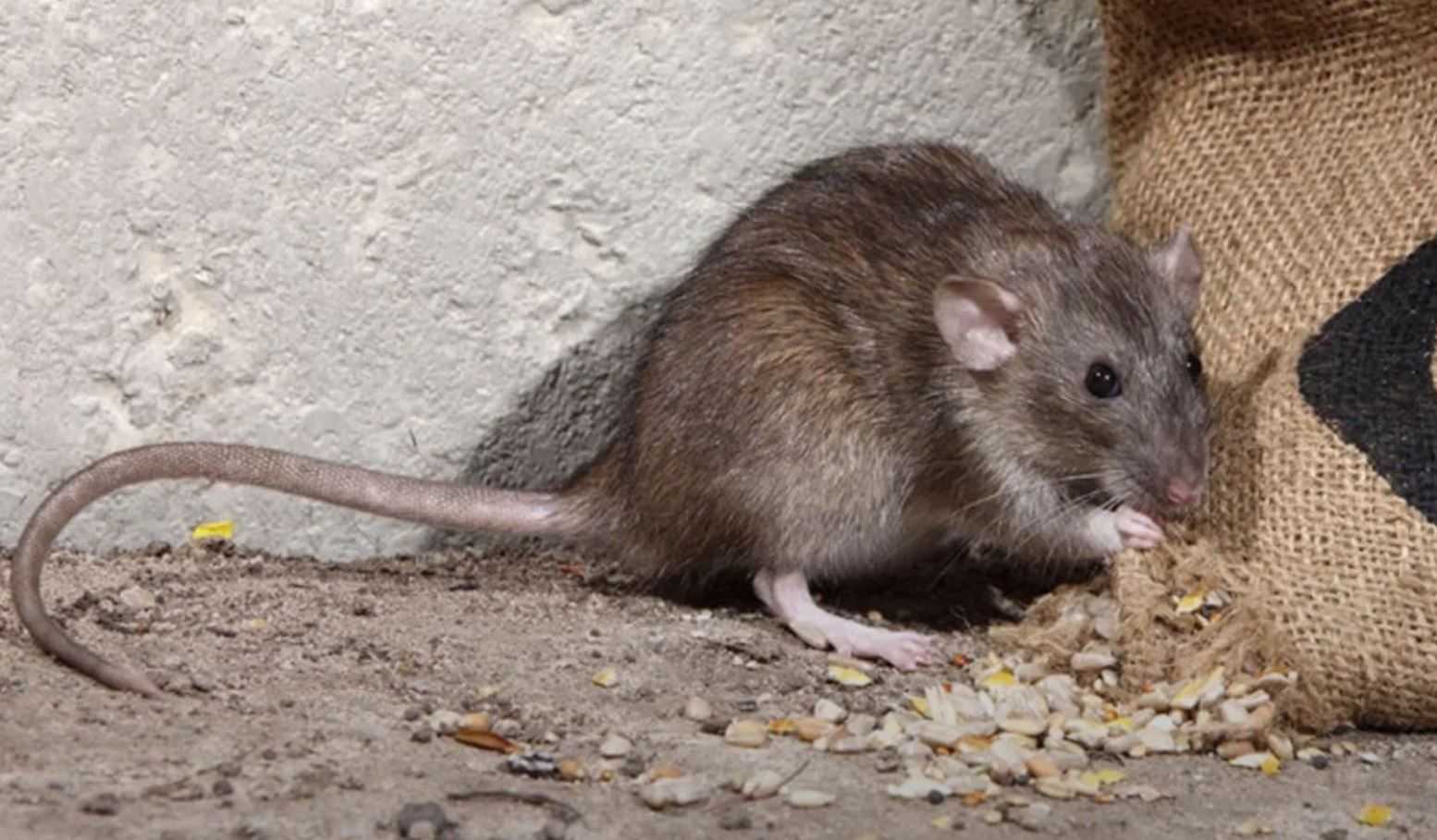 фото: Профессиональная дератизация в рабочем поселке Московской области Северный: <br/>+7-909-173-42-96