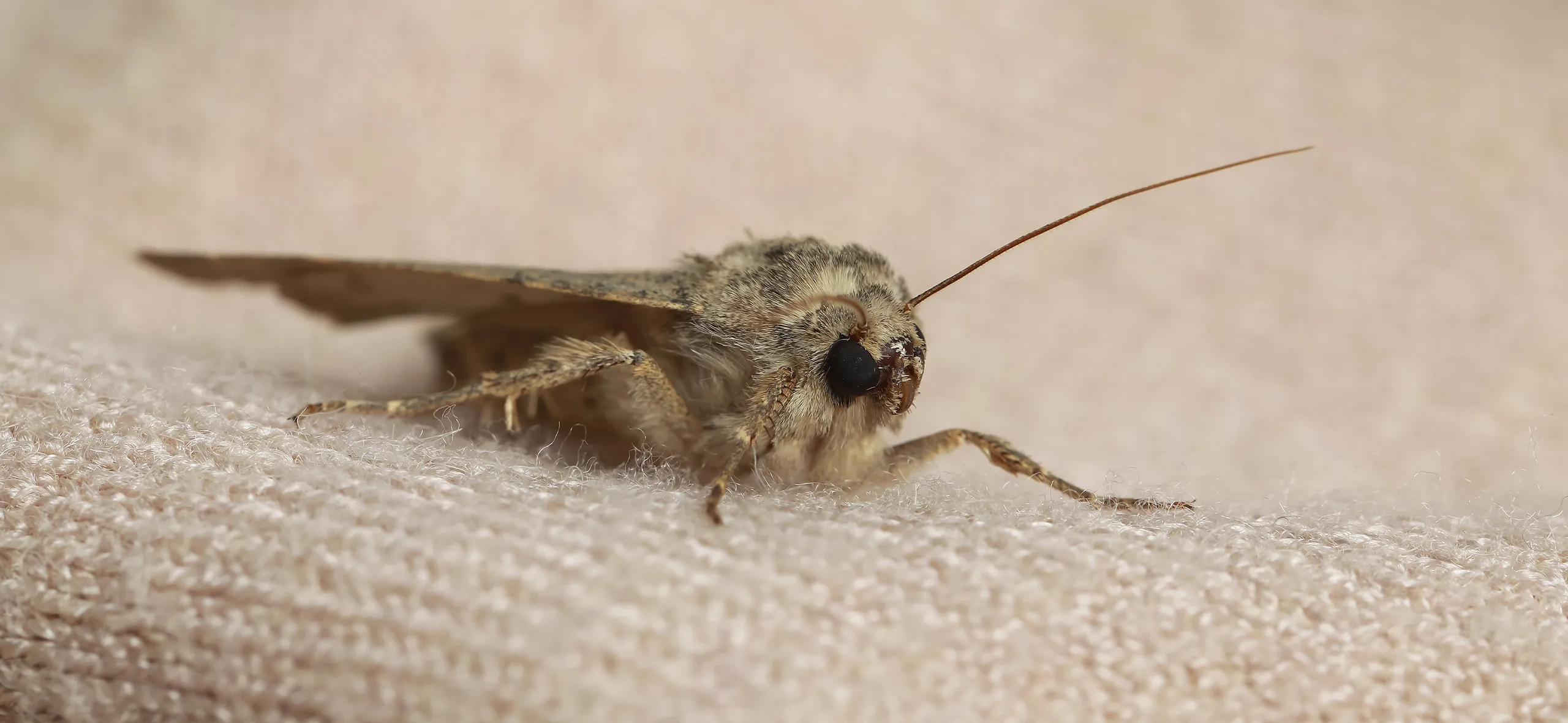 фото: Профессиональная обработка от моли в рабочем поселке Московской области Северный: <br/>+7-909-173-42-96